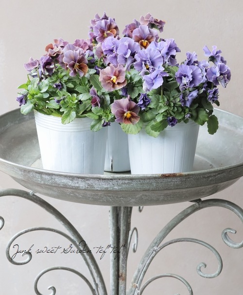 ○松原園芸さんビオラ 『ファルファリア』 No.6 | すべての商品