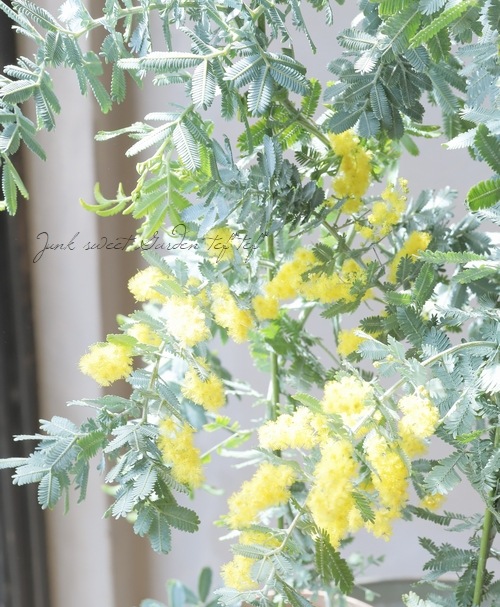 超レア！！！ 銀葉アカシア 『しだれミモザ』 | すべての商品 | | Junk