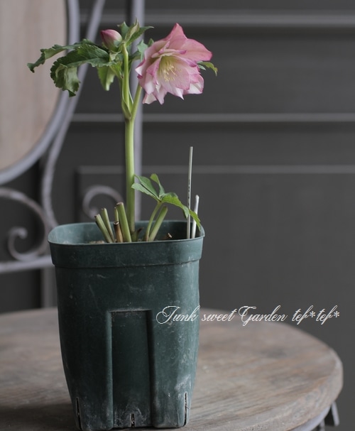 クリスマスローズ・開花株！『ダブル咲き』 No.28473 | すべての商品