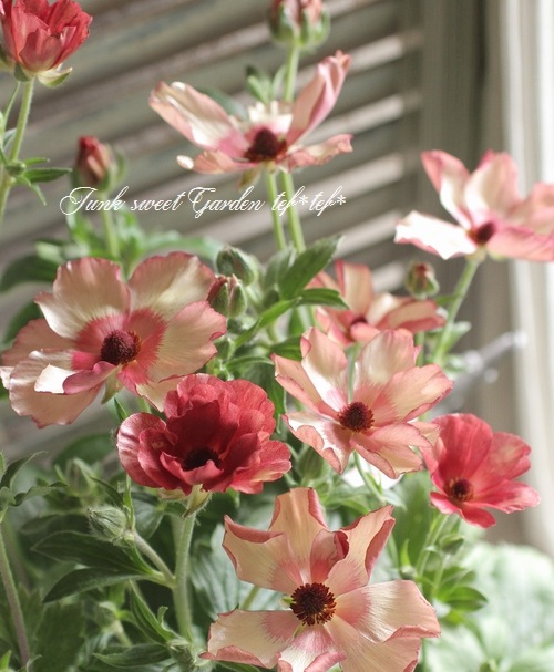 ラナンキュラス ラックスシリーズ 『テセウス』 綾園芸さん育種！生産