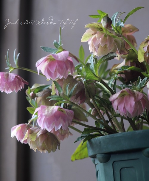 クリスマスローズ 『ピンクリバーシブル dd』 特大株 | すべての商品