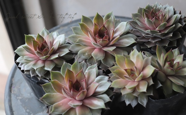 多肉植物 『センペルビウム』 | Leaf Species,多肉植物 | | Junk sweet