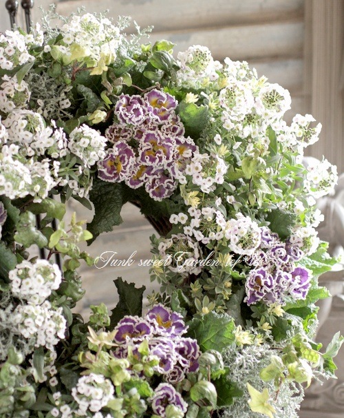 寄せ植え　 アリッサム　リース仕立て アジュガ 　ハンギングリース クリスマスもお正月も】葉牡丹×アリッサムの寄せ植えリースを作りまし