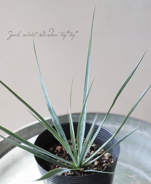 ユッカ 『リギダ』 | すべての商品 | | Junk sweet Garden tef*tef*