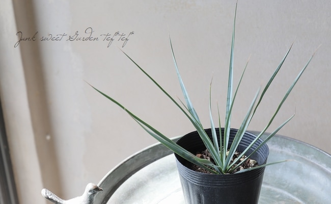 ユッカ 『リギダ』 | すべての商品 | | Junk sweet Garden tef*tef*