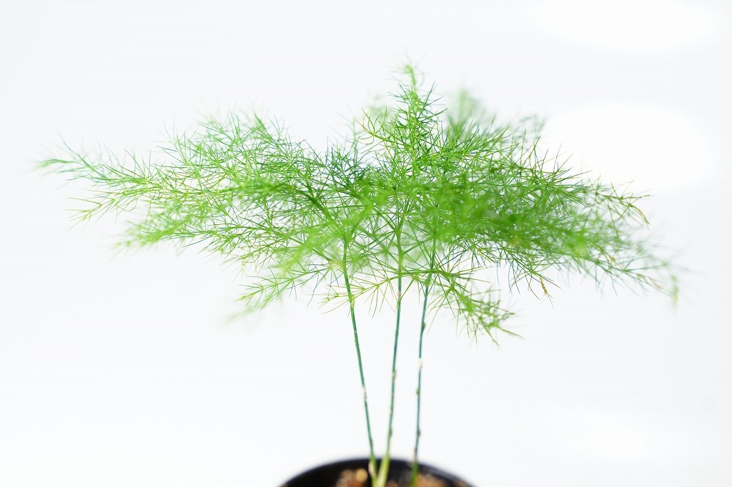 アスパラガス プルモーサス'ナナス'｜ピクタ公式通販