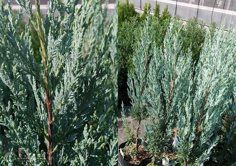 コニファー 『 ムーングロー 』 15cmポット苗 | 苗の種類,花木