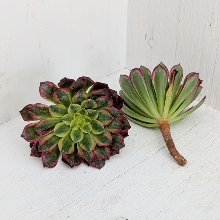 すべての商品 | 多肉植物の専門通販サイト｜実のりえん