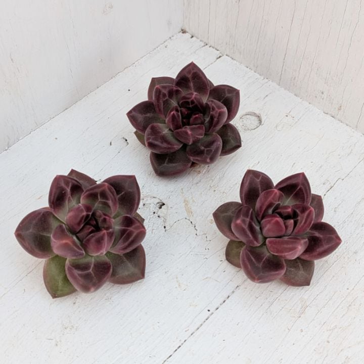 エケベリア | 多肉植物の専門通販サイト｜実のりえん