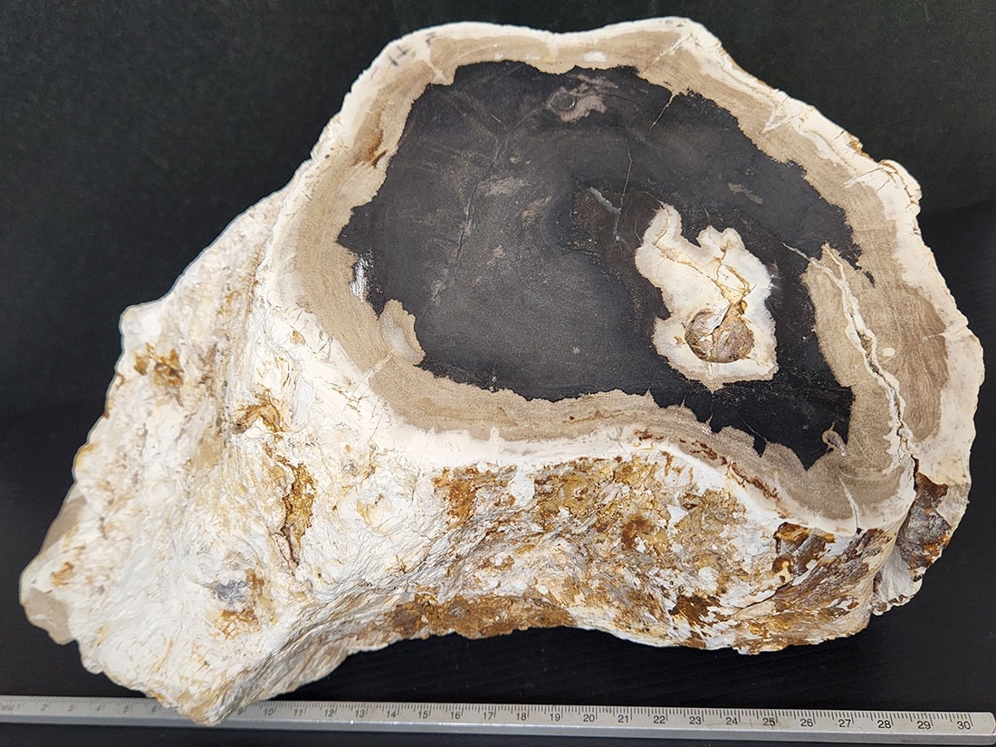 マダガスカル産ペトリファイドウッド