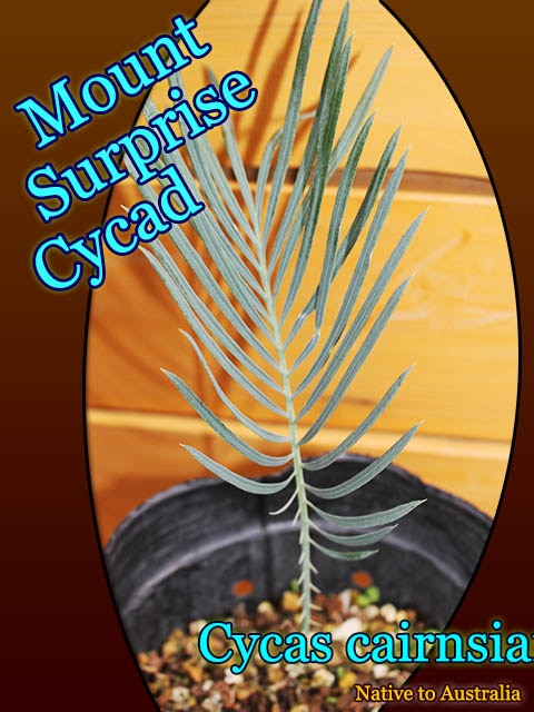 Cycas cairnsiana(サイカス・カイルンシアナ)[ソテツ苗] 販売店