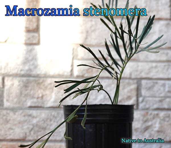 Macrozamia stenomera Blue(マクロザミア・ステノメラ ブルー)苗 販売店