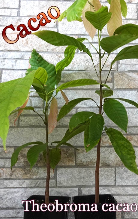 チョコレートの木]テオブロマ・カカオ(Theobroma cacao)中苗 販売店