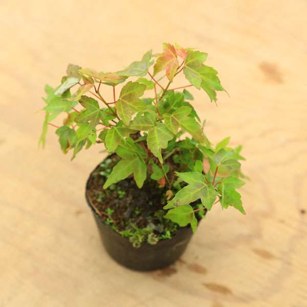 苗：小葉性楓(カエデ) | 盆栽素材,苗(雑木) | 遊恵盆栽 本店