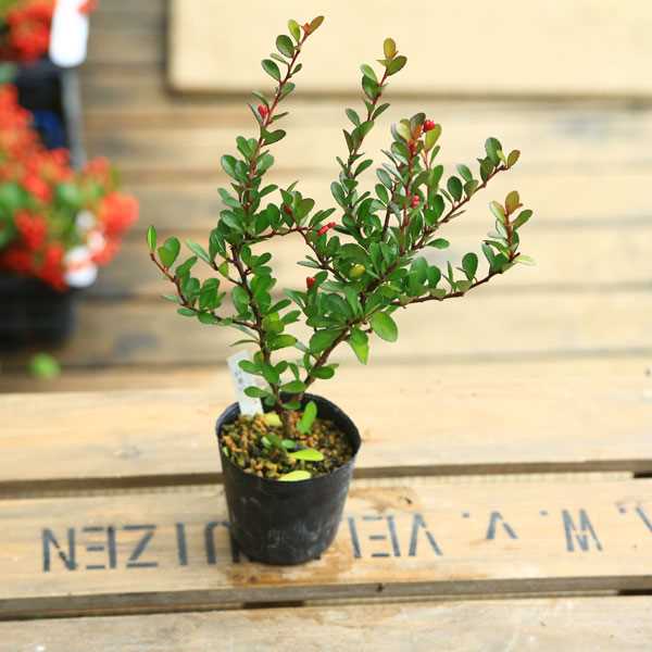 苗：ハリツルマサキ*はりつるまさき | 盆栽素材,苗(花物・実物),1000円