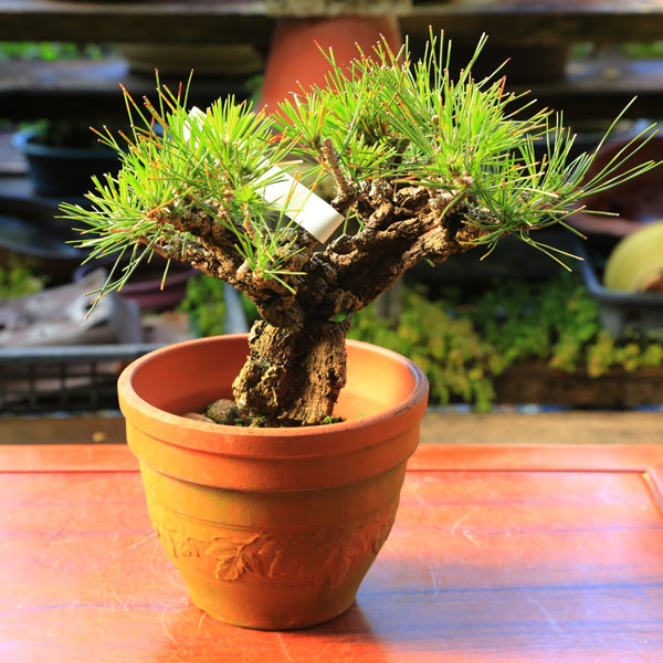 苗：錦松（にしきまつ）*（素焼き鉢） ニシキマツ | 盆栽素材,苗(松柏