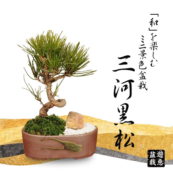 ミニ景色盆栽：三河黒松*（瀬戸焼楕円鉢）＜数量限定＞ bonsai | ミニ