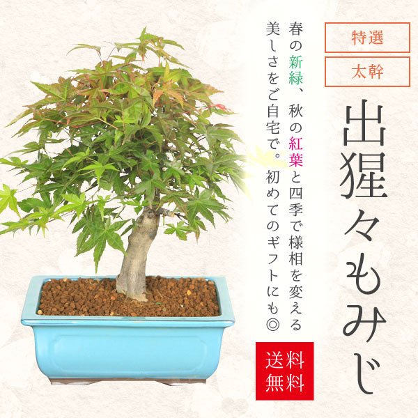 中品盆栽：出猩々もみじ太幹（瀬戸焼長方鉢）*送料無料 bonsai | 中品