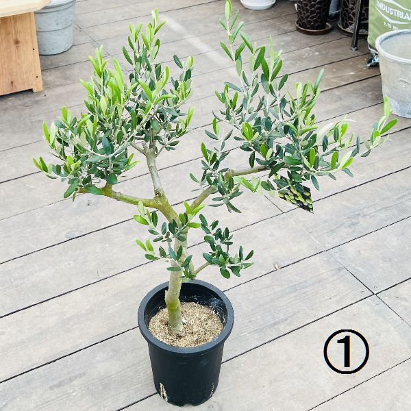 おしゃれ 観葉植物 選べる：オリーブの木 ルッカ 7号*現品 SOUJU 創樹