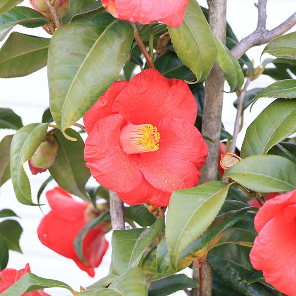 庭木・植木:やぶつばき（薮椿）赤花 樹高160cm *佐川急便発送