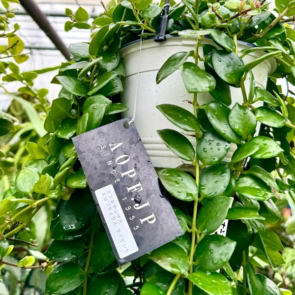 おしゃれ 観葉植物：エスキナンサス タイピンク*5号 吊り鉢 【2024.02