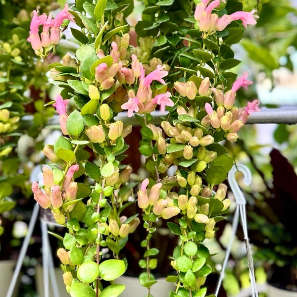 おしゃれ 観葉植物：エスキナンサス タイピンク*5号 吊り鉢 【2024.02