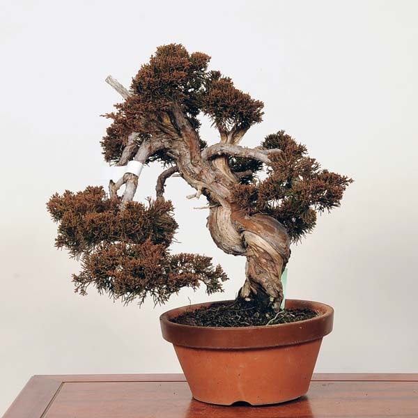 中品盆栽：特選糸魚川真柏 現品 *しんぱく シンパク Shinpaku | すべて