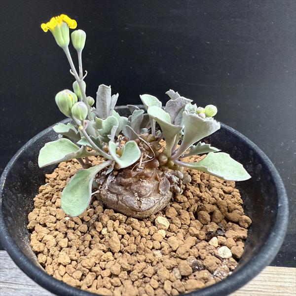 コーデックス：オトンナ ヘレー×アルミアナ 実生*M 幹幅4cm