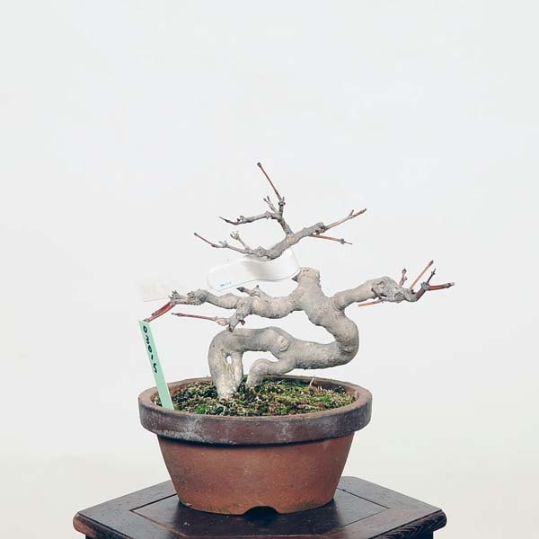 小品盆栽：山紅葉 現品*山もみじ モミジ Momiji | すべての商品 | 遊恵