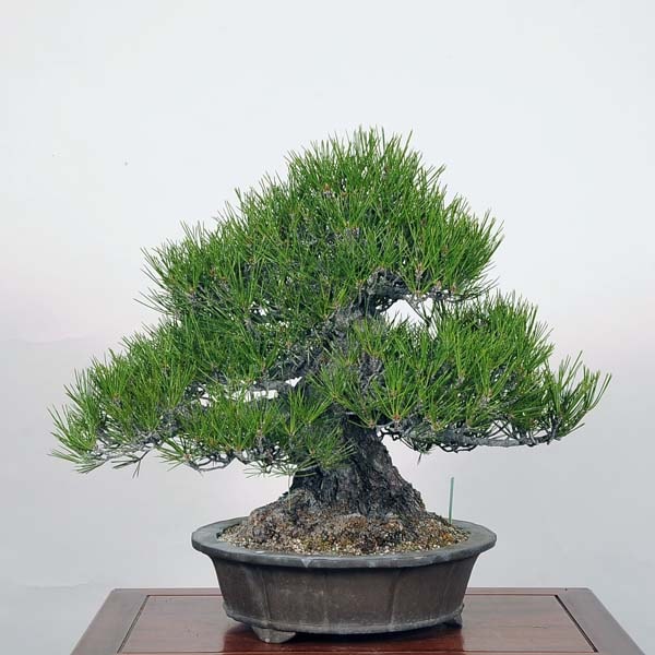 大品盆栽：特選三河黒松*kuromatsu現品 大型ﾔﾏﾄ便配送 | すべての商品