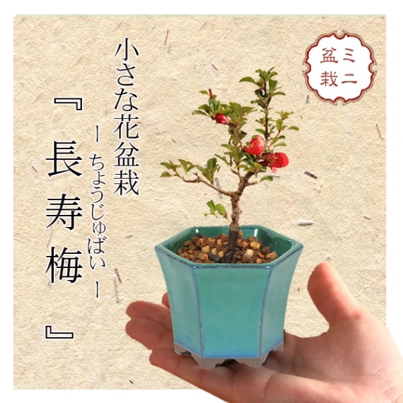 ミニ盆栽：長寿梅*(みどり反六角陶器鉢) 花盆栽木瓜ぼけ赤花ボケ縁起鉢