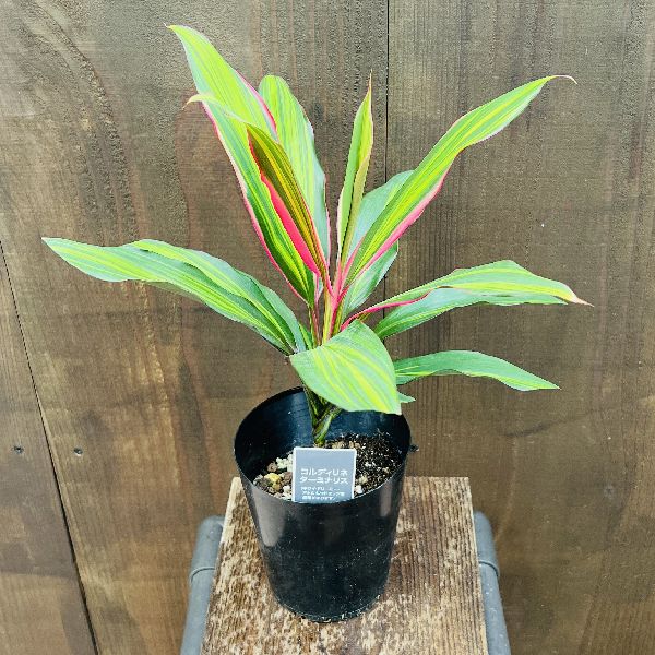 おしゃれ 観葉植物：コルディリネ キウイ*4号 プラポット コルジリネ