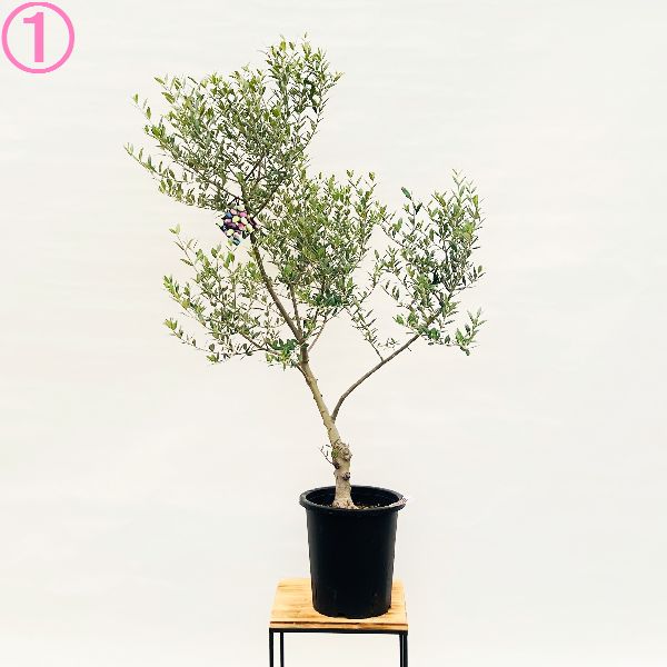 おしゃれ 観葉植物 選べる現品：オリーブの木 セントキャサリン 8号*St
