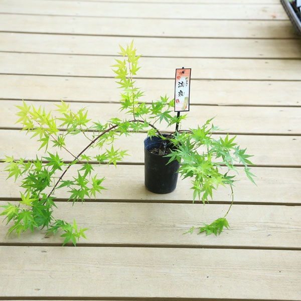 苗：流泉もみじ*りゅうせん/リュウセンモミジ/紅葉 | 新着商品,新入荷