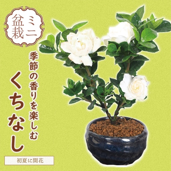 小品盆栽：梔子（青変形鉢）*（2025年開花終了）くちなし クチナシ