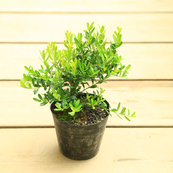 苗：台湾つげ*タイワンツゲ/たいわんつげ | すべての商品 | 遊恵盆栽 本店