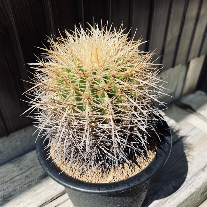 サボテン：エキノカクタス 金鯱*幅13cm 現品！一品限り | サボテン