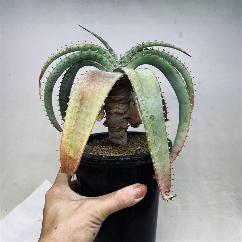 多肉植物：アロエ スプラフォリアータ 幹立ち*幅18cm | サボテン