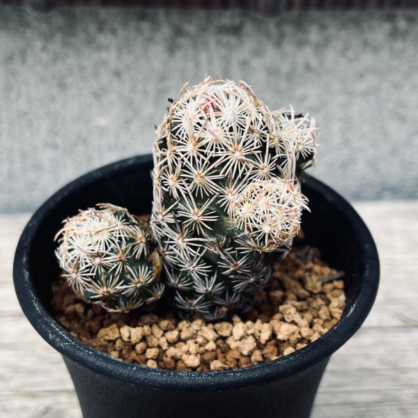 サボテン：エスコバリア ミニマ*M 幅5cm | サボテン＆多肉植物