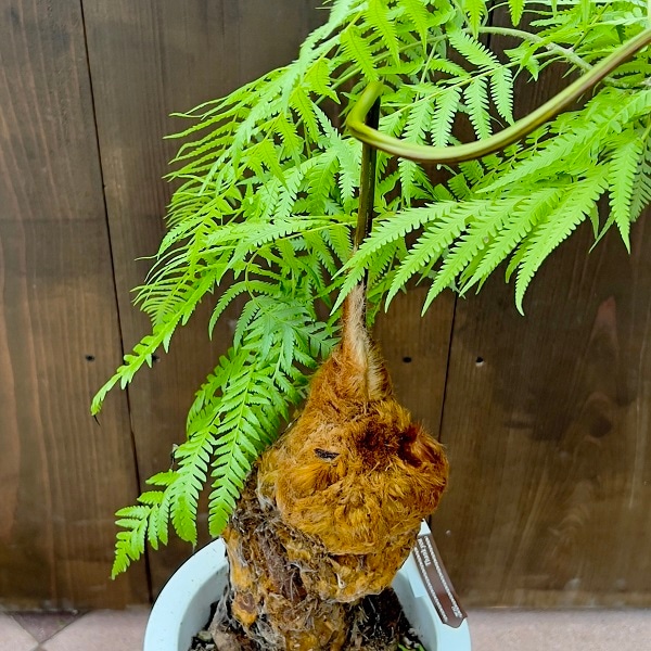 おしゃれ 観葉植物 キンモウコウ：ゴールデンモンキー タカワラビ*金毛