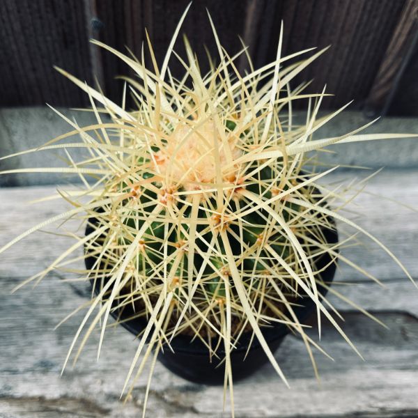 サボテン：エキノカクタス 金鯱*M 幅7cm ☆赤松実生 | サボテン＆多肉