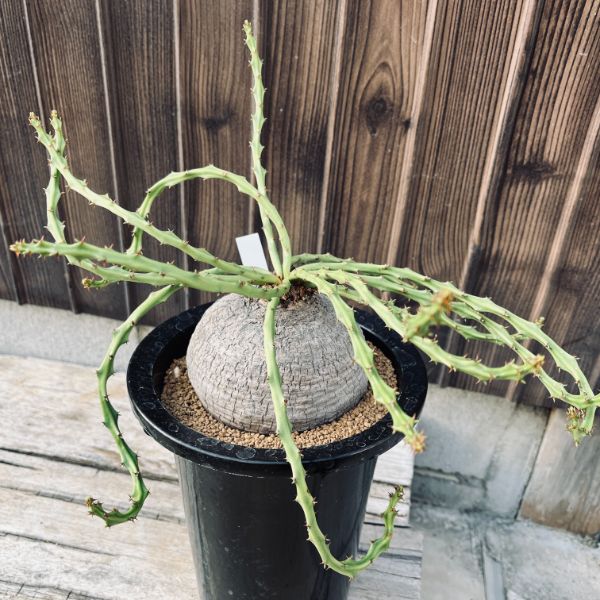 コーデックス：ユーフォルビア デシドゥア 蓬莱島*塊根幅10.5cm 現品