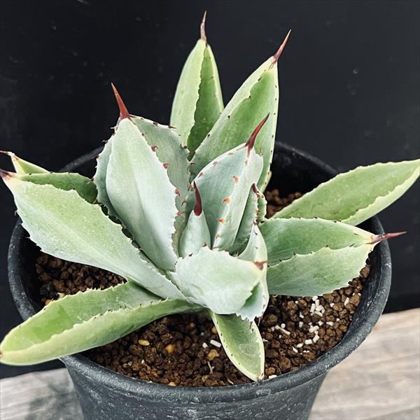 多肉植物：アガベ ポタトルム キュービック*S 幅9cm | サボテン