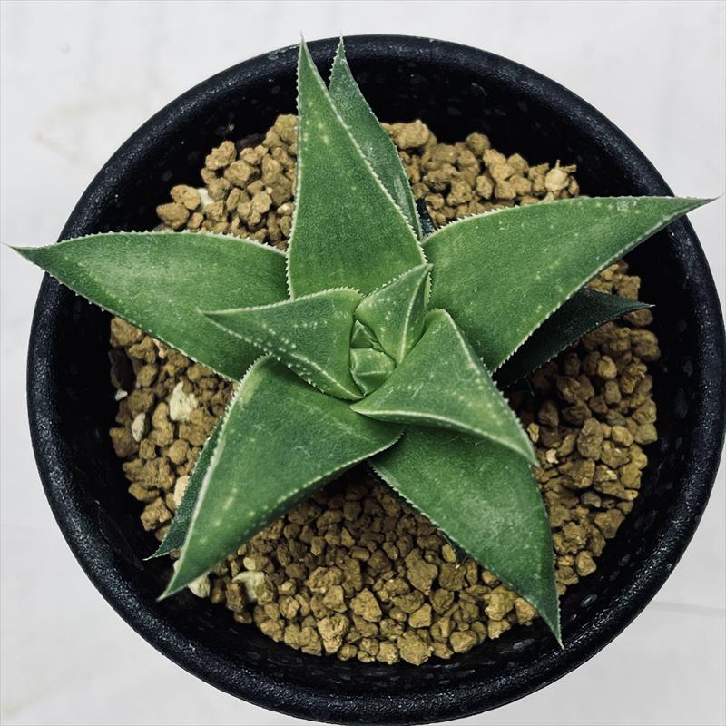 多肉植物：ハオルチア 白羊宮*幅6cm | サボテン＆多肉植物,多肉植物