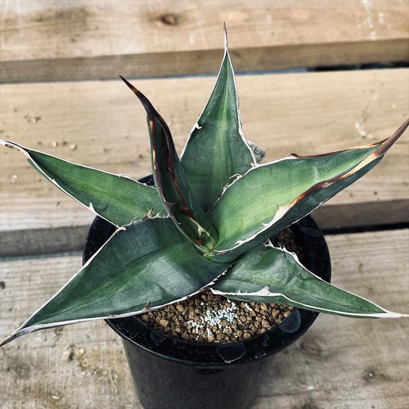 多肉植物：アガベ チタノタ ブルー*幅20cm 現品！一品限り