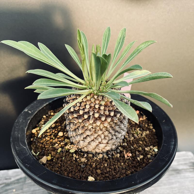 多肉植物：ユーフォルビア 鉄甲丸 メス*塊根幅6.5cm | サボテン