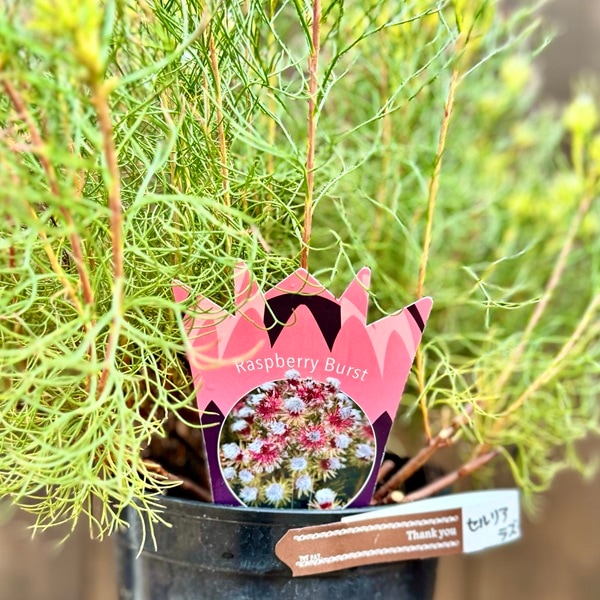 ジョーイセルリア おしゃれ 観葉植物 花苗：セルリア ラズベリー