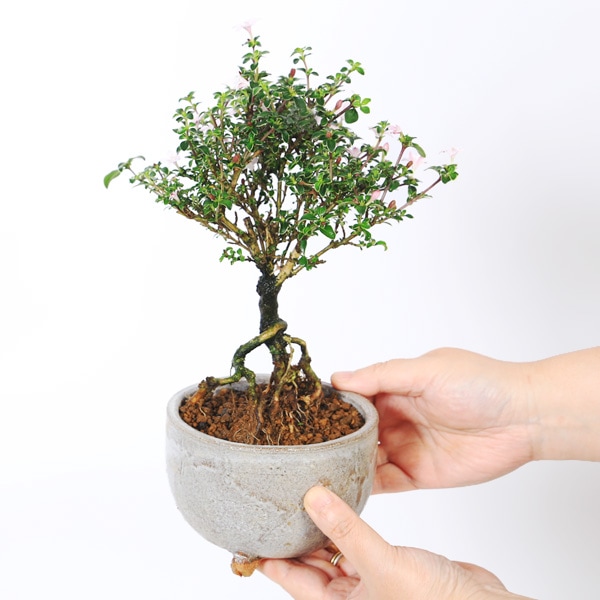 小品盆栽：香丁木(信楽焼灰丸鉢)*かみ山陶器 小花 花 鉢植え 鉢花