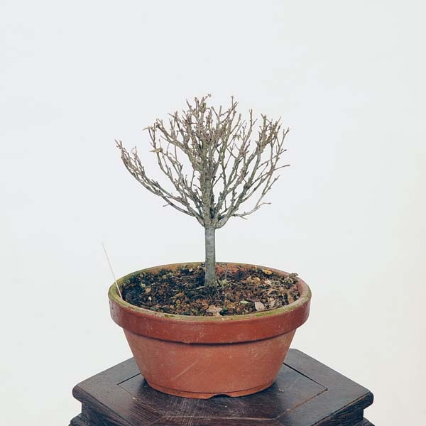 盆栽：欅(けやき) 現品*ケヤキ Zelkova serrata Keyaki bonsai 小品