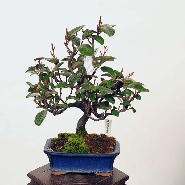 盆栽：寒ぐみ 現品*カングミ Kangumi bonsai Elaeagnus 小品盆栽